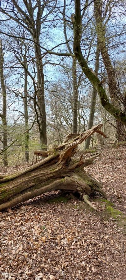 Froschkoenig Mit Teichblick Trendelburg